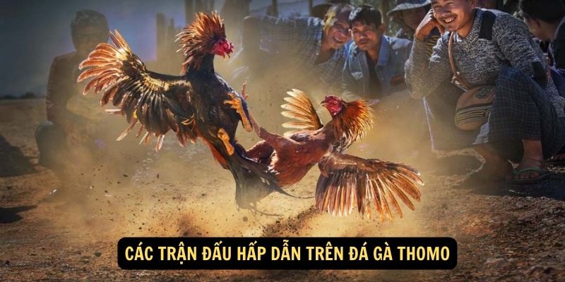Trải Nghiệm Hấp Dẫn Cùng Đá Gà Thomo: Sòng Bạc Trực Tuyến Với Đa Dạng Trò Chơi Đáng Chơi! 6 Các trận đấu hấp dẫn trên đá gà Thomo