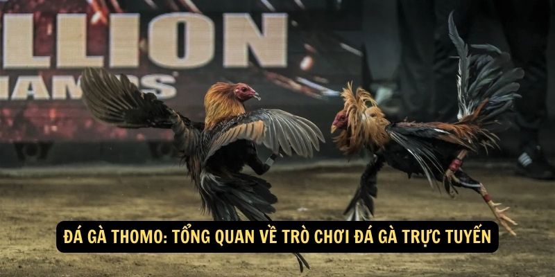 Trải Nghiệm Hấp Dẫn Cùng Đá Gà Thomo: Sòng Bạc Trực Tuyến Với Đa Dạng Trò Chơi Đáng Chơi! 5 Đá gà Thomo: Tổng quan về trò chơi đá gà trực tuyến
