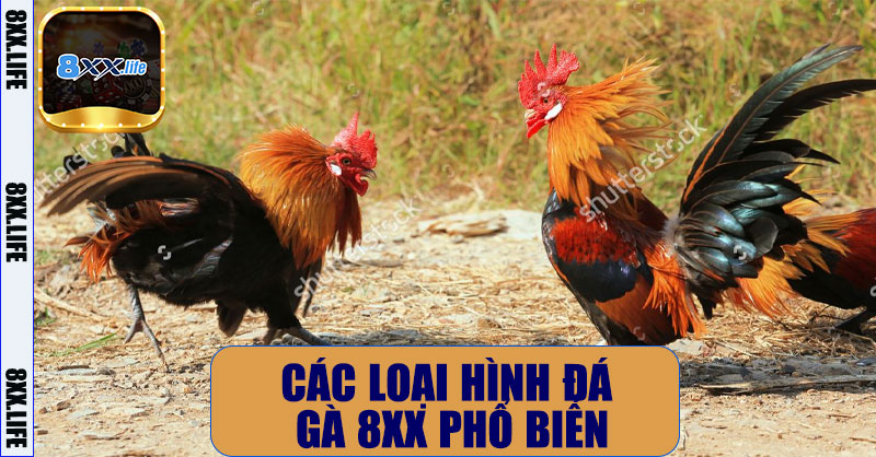 Đá gà 8XX – Trải Nghiệm Cá Cược Đá Gà Trực Tuyến Chuyên Nghiệp 9 Các Loại Hình Đá Gà 8XX Phổ Biến