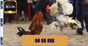 Đá gà 8XX – Trải Nghiệm Cá Cược Đá Gà Trực Tuyến Chuyên Nghiệp