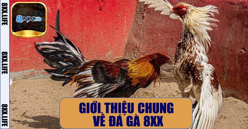 Đá gà 8XX – Trải Nghiệm Cá Cược Đá Gà Trực Tuyến Chuyên Nghiệp 7 Giới Thiệu Chung Về Đá Gà 8XX