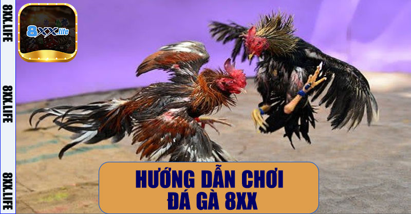 Đá gà 8XX – Trải Nghiệm Cá Cược Đá Gà Trực Tuyến Chuyên Nghiệp 10 Hướng Dẫn Chơi Đá Gà 8XX