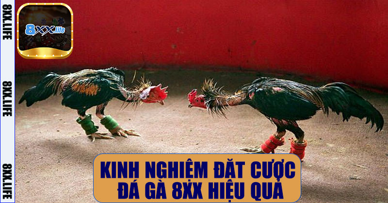 Đá gà 8XX – Trải Nghiệm Cá Cược Đá Gà Trực Tuyến Chuyên Nghiệp 11 Kinh Nghiệm Đặt Cược Đá Gà 8XX Hiệu Quả