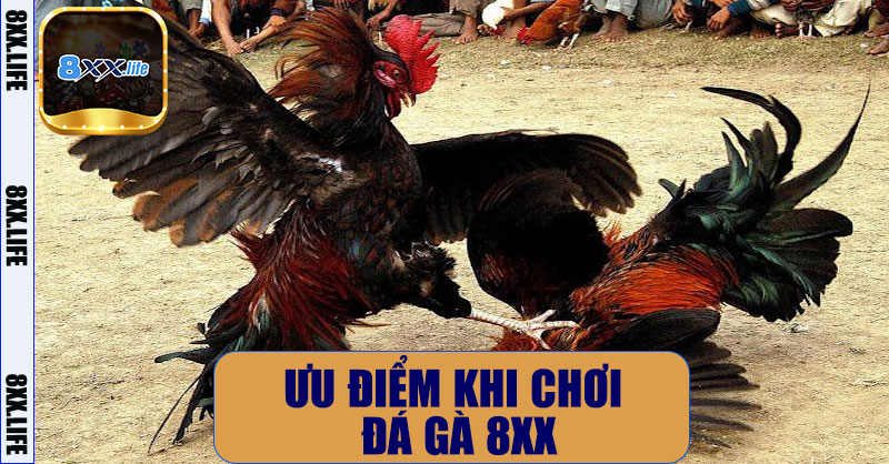 Đá gà 8XX – Trải Nghiệm Cá Cược Đá Gà Trực Tuyến Chuyên Nghiệp 8 Ưu điểm khi chơi đá gà 8XX